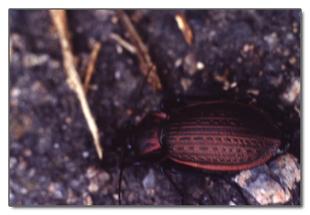 In Sicilia ancora tempo da lupi... e da Carabus morbillosus